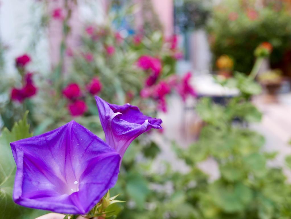 Vieux Port Panier Jardin Hotel Марсилия Екстериор снимка